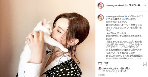 ダレノガレ明美 メイちゃん 子猫 保護