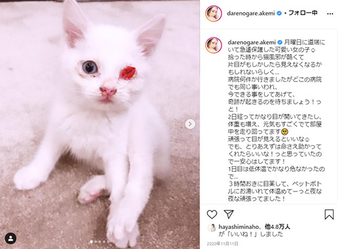 ダレノガレ明美 メイちゃん 子猫 保護