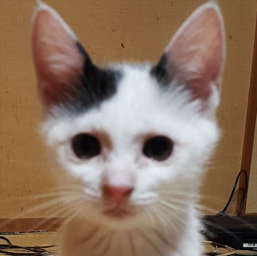 ねこビフォーアフター
