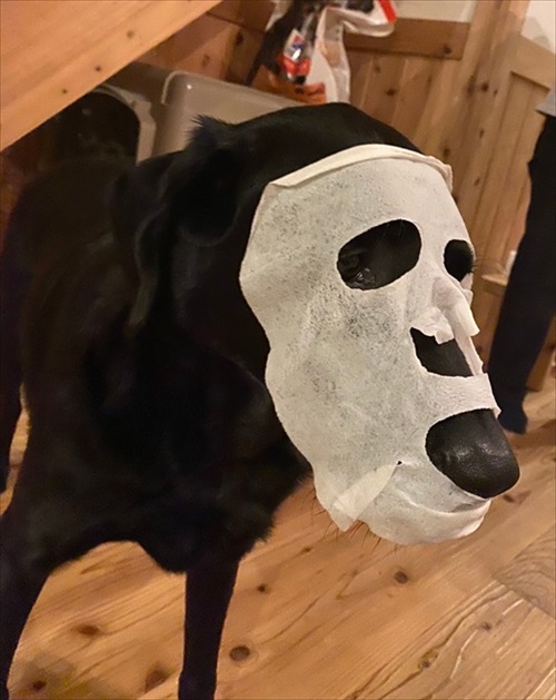 パックしている犬