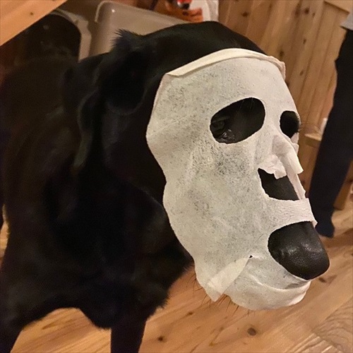 パックしている犬