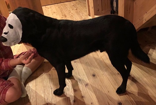 パックしている犬