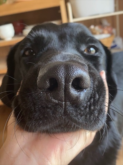 パックしている犬