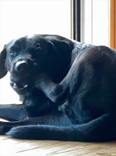 パックしている犬