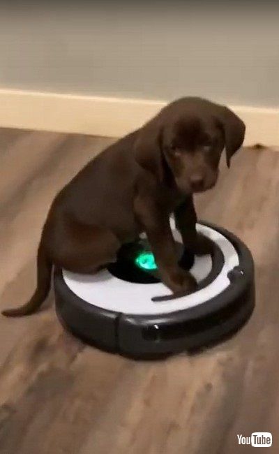 ルンバに乗る子犬