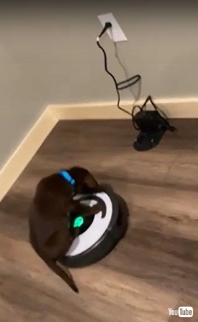 ルンバに乗る子犬