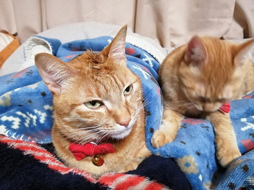 愛のモヒカン写真