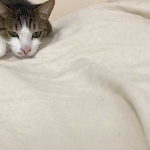 猫 すねてる理由 お兄さん 添い寝 仲良し 3匹 兄弟