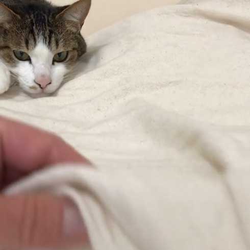 猫 すねてる理由 お兄さん 添い寝 仲良し 3匹 兄弟