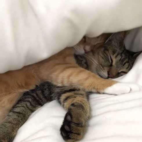 猫 すねてる理由 お兄さん 添い寝 仲良し 3匹 兄弟