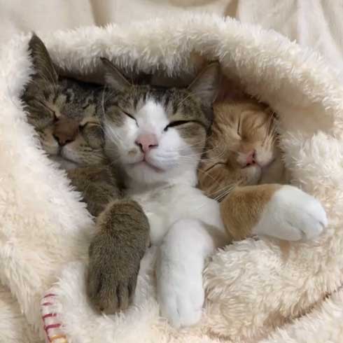 猫 すねてる理由 お兄さん 添い寝 仲良し 3匹 兄弟
