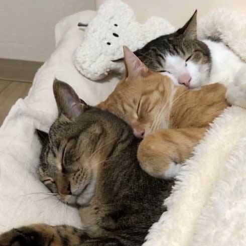 猫 すねてる理由 お兄さん 添い寝 仲良し 3匹 兄弟