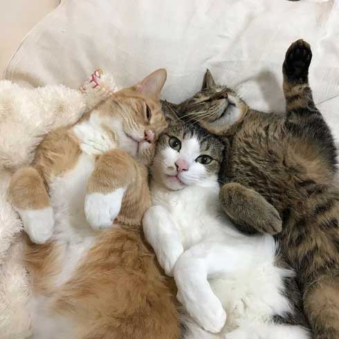 猫 すねてる理由 お兄さん 添い寝 仲良し 3匹 兄弟