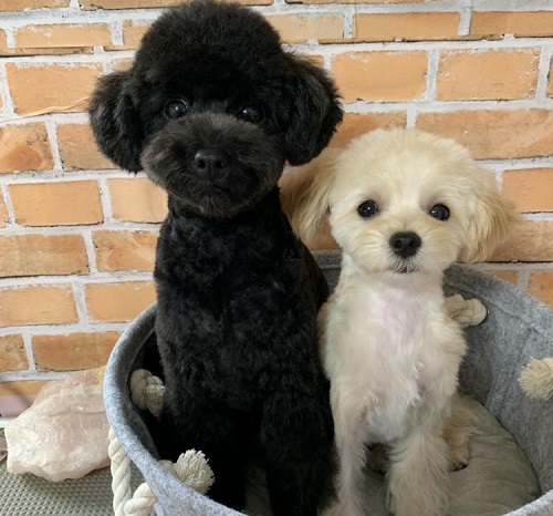 ペット手帳 ベストショット