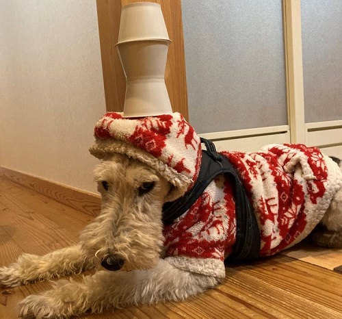 ペット手帳 ベストショット