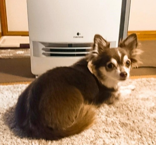 ペット手帳 ベストショット