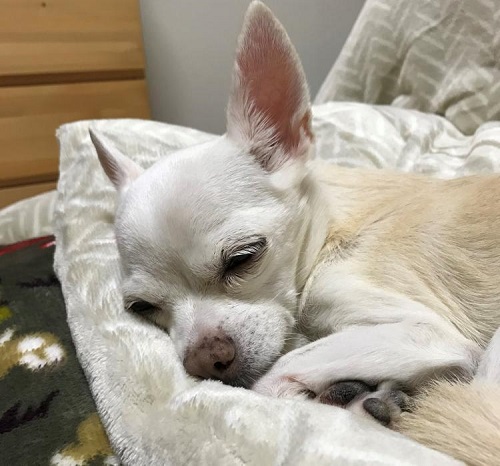 ペット手帳 ベストショット