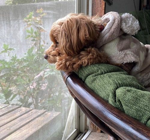 ペット手帳 ベストショット