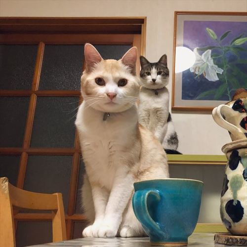 猫