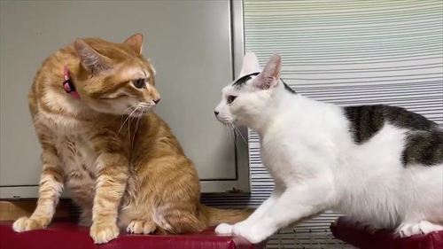猫