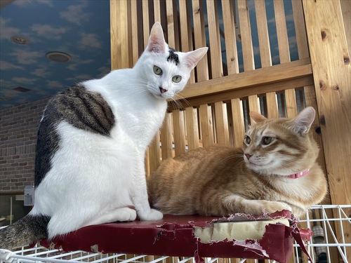 猫