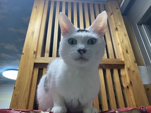 猫