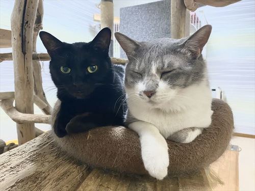 猫