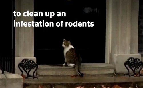 イギリス首相官邸のネズミ捕獲長ラリー