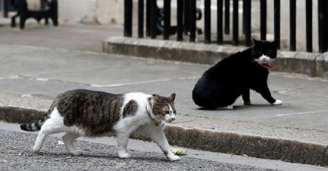 イギリス首相官邸のネズミ捕獲長ラリー