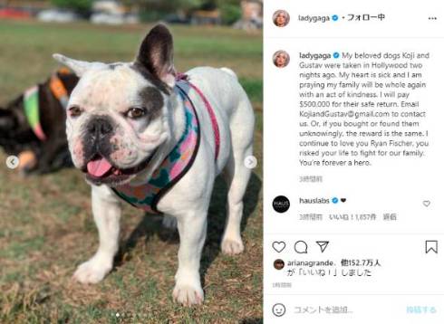 レディー・ガガ 愛犬 コージ グスタフ 