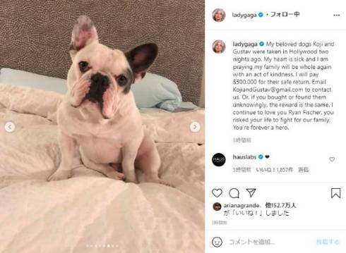 レディー・ガガ 愛犬 コージ グスタフ 
