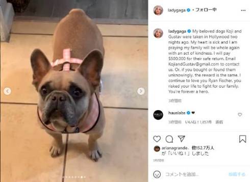レディー・ガガ 愛犬 コージ グスタフ 