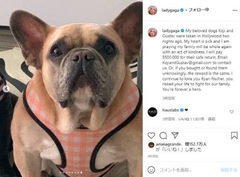 レディー・ガガ 愛犬 コージ グスタフ 