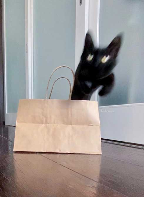 めーちっさい フィギュア 猫 マンガみたいな表情 袋 飛び出す 機動力 カンスト