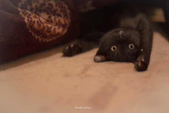 めーちっさい フィギュア 猫 マンガみたいな表情 袋 飛び出す 機動力 カンスト