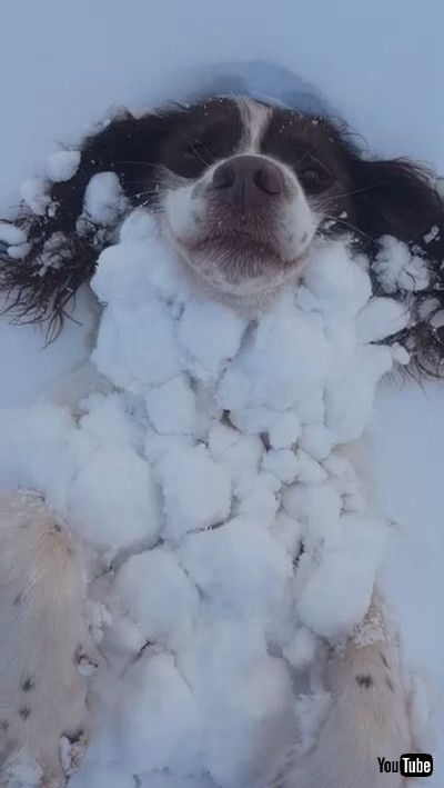 Springer Spaniel Becomes One with the Snow || ViralHog