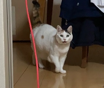 猫 次のステージ キキちゃん