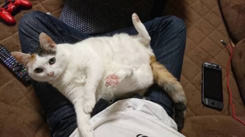 猫 次のステージ キキちゃん