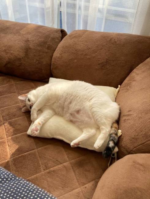 猫 次のステージ キキちゃん