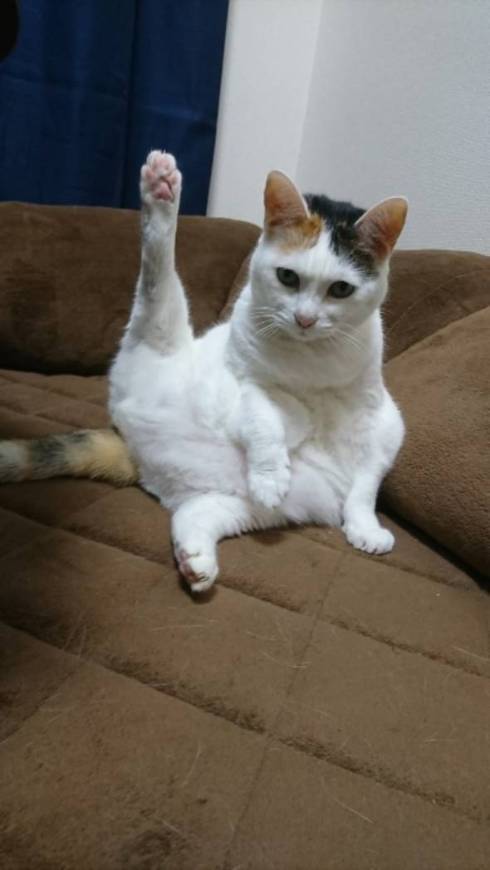 猫 次のステージ キキちゃん