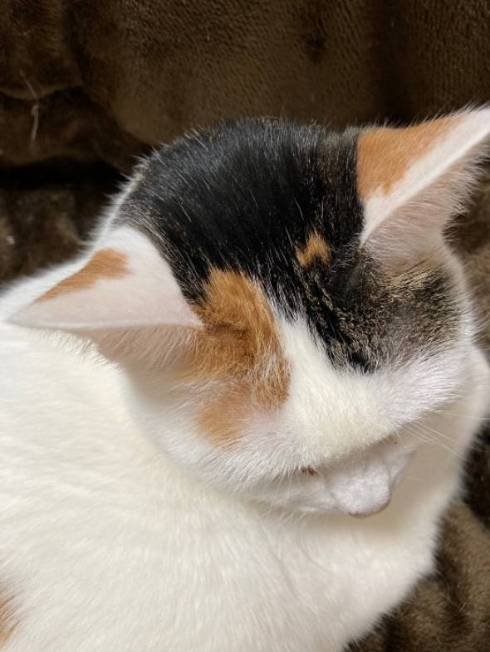 猫 次のステージ キキちゃん