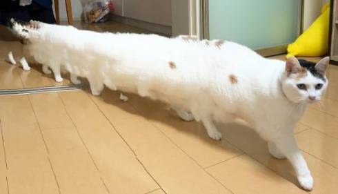 猫 次のステージ キキちゃん