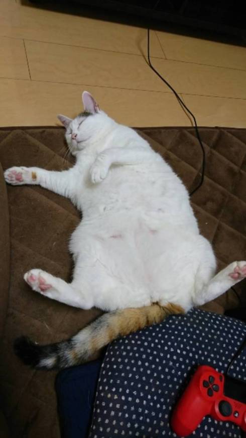 猫 次のステージ キキちゃん