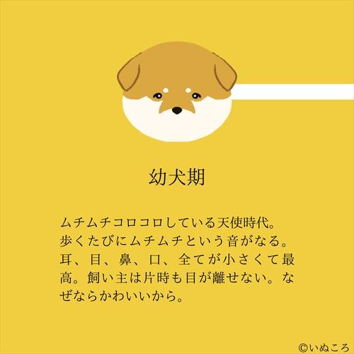 犬