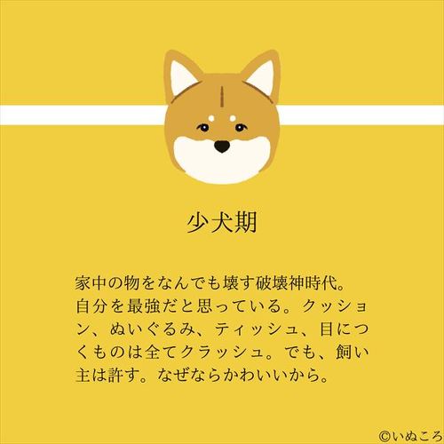 犬