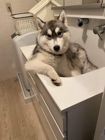 犬