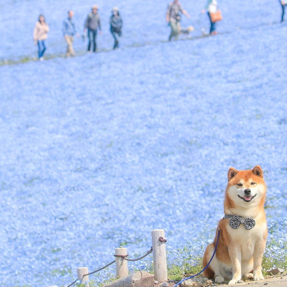 無断転載 twitter SNS 動物 癒やし bot