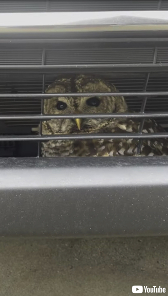 車のバンパーから救出されるフクロウ