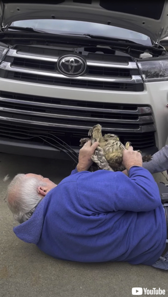 車のバンパーから救出されるフクロウ