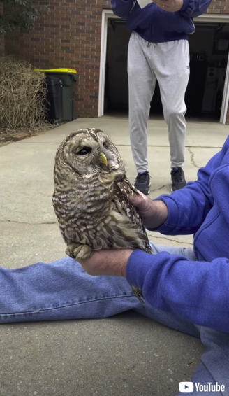 車のバンパーから救出されるフクロウ